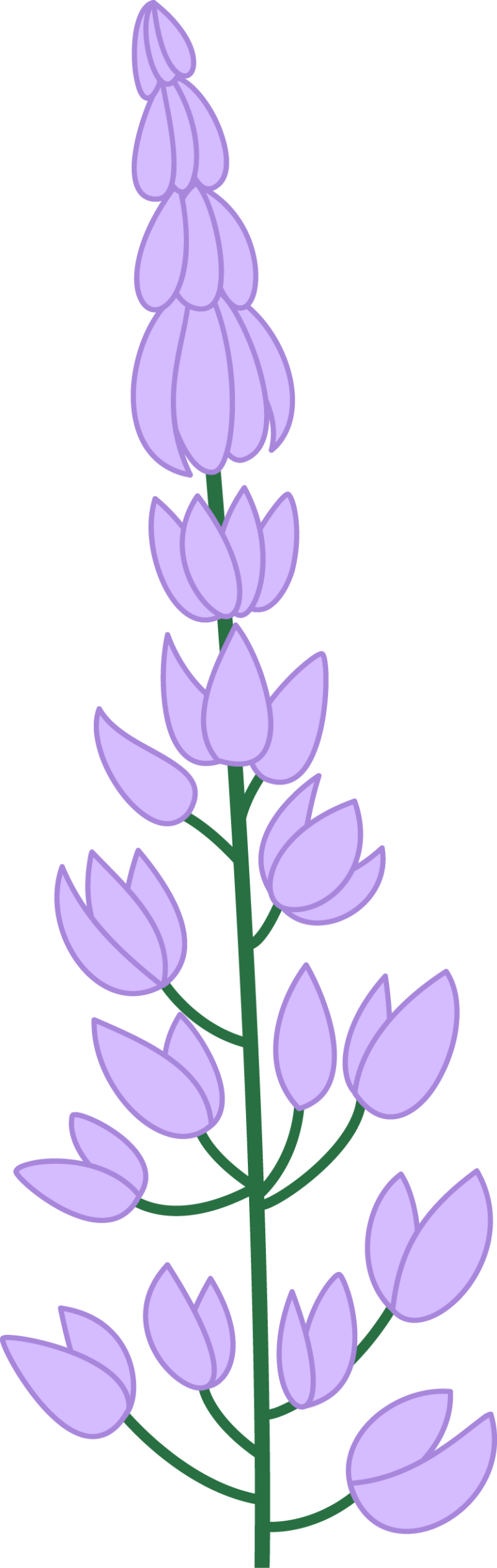 Lupine