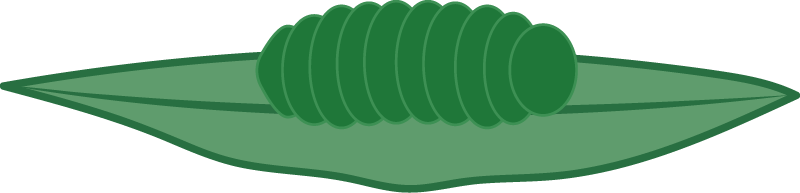 Pupa