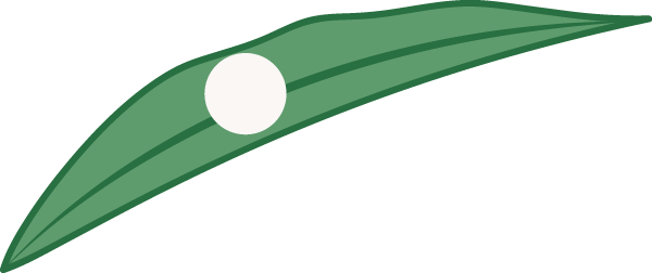 Egg on leaf