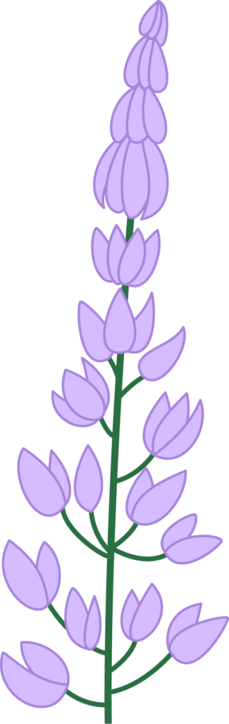 Lupine
