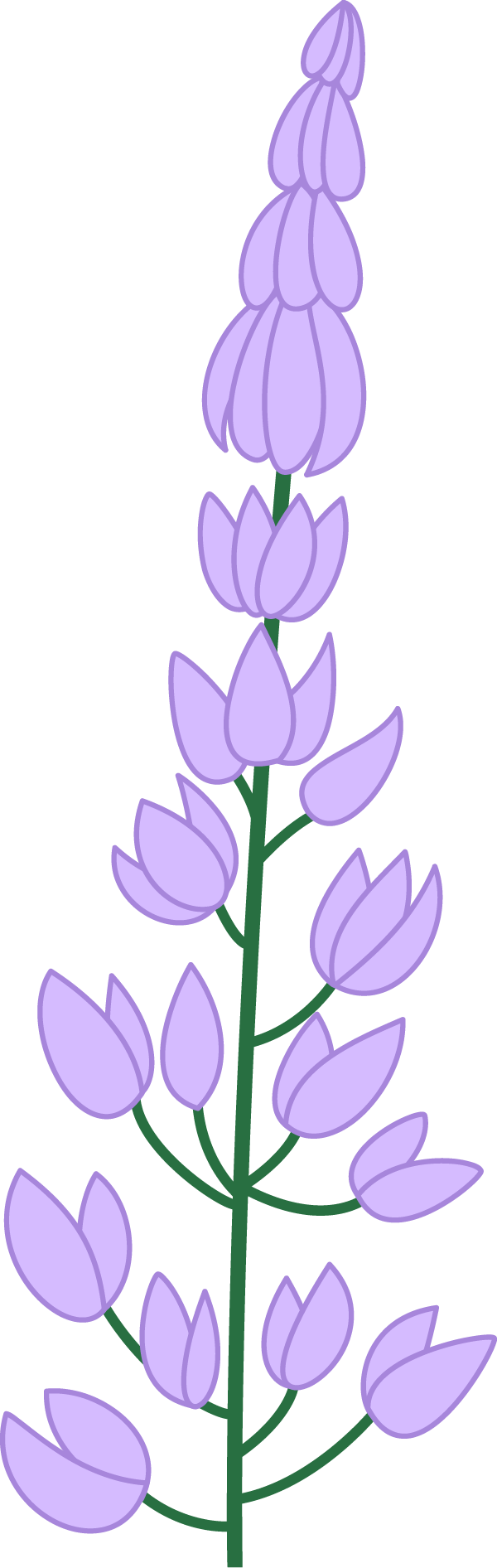 Lupine