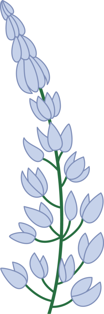 Lupine