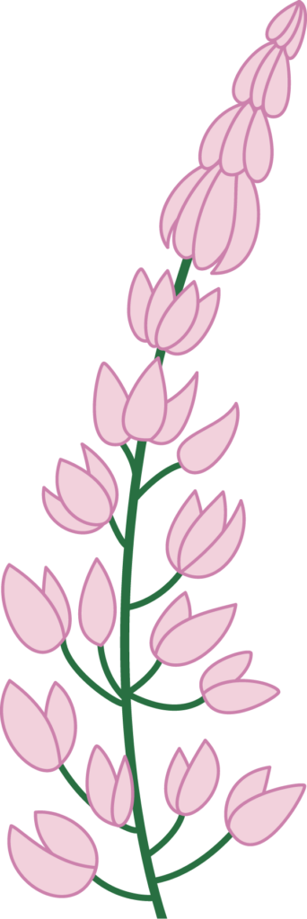 Lupine